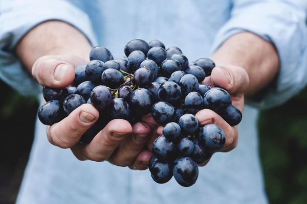 Плоды и виноградные лозы