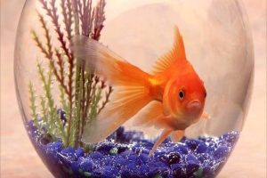 Умереть для себя — освобождение свободы