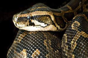 Распознавание и уничтожение многочисленных тактик левиафана