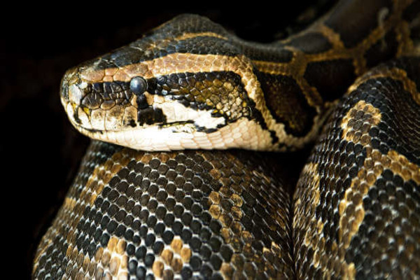 Распознавание и уничтожение многочисленных тактик левиафана