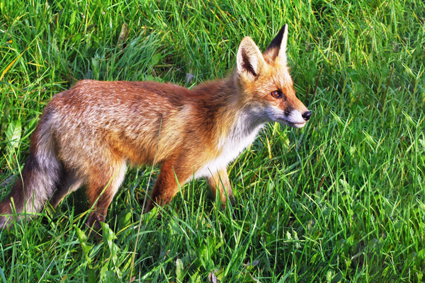 Утро после «лисиц»